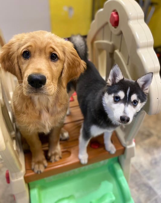 Puppy Daycare in Calgary